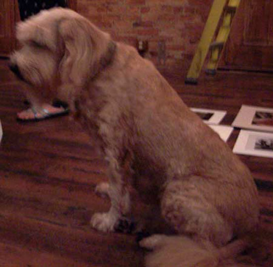 fifi